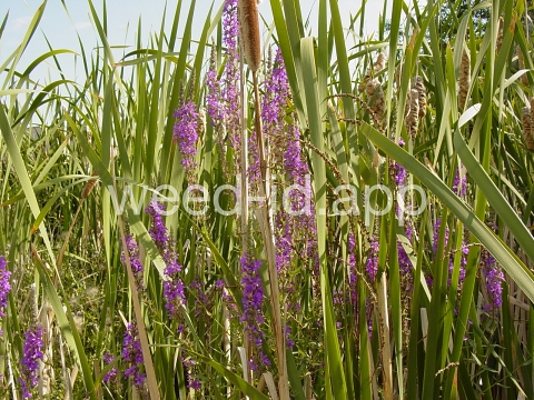 loosestrife, purple